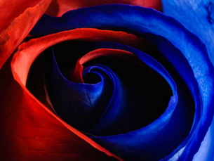 Roses Are Red, Bruises Are Blue: The Art and Agony of Combat Sports
