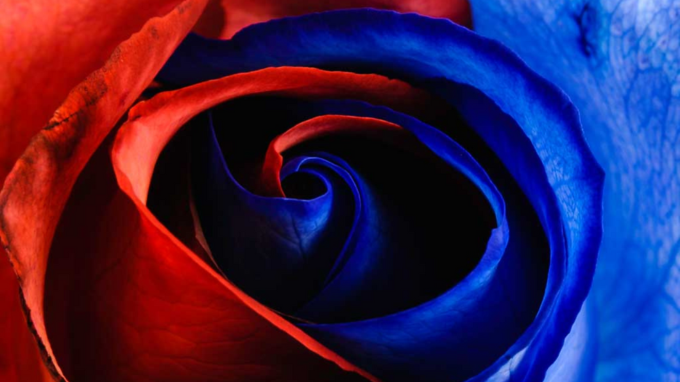 red and blue rose