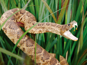 Defanging The Snake