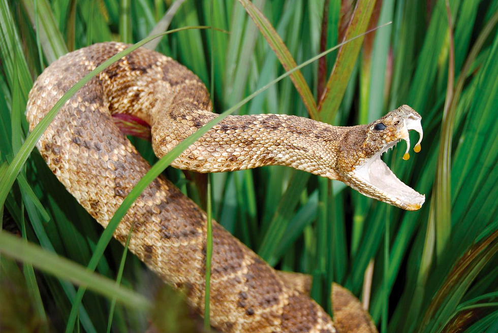 snake