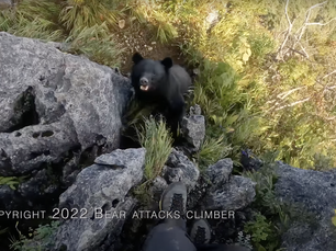 Martial Arts 1 - Bear 0