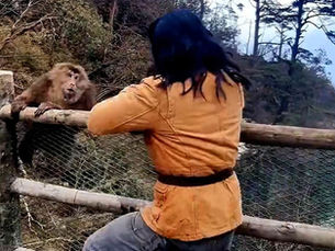 Martial Artist Gets Taste of Real Monkey Kung Fu
